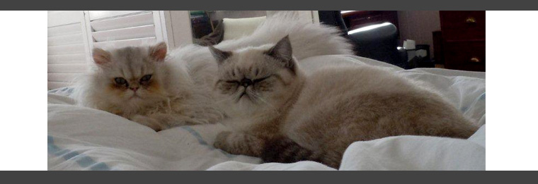 The Gallery Cats - Monet & Matisse "Sorry to wake you Matty!"